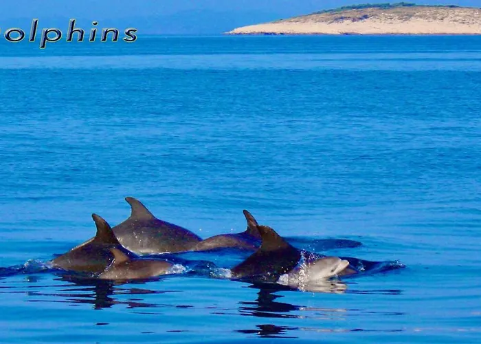 Apartman - Kornati - De 40 M2 Avec Piscine Pakostane